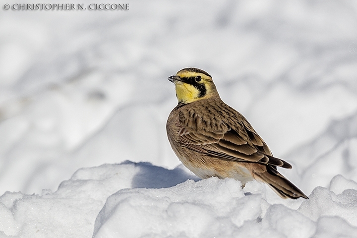 Horned Lark