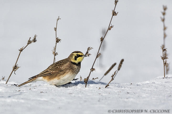 Horned Lark