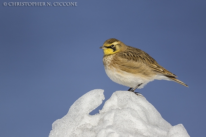 Horned Lark