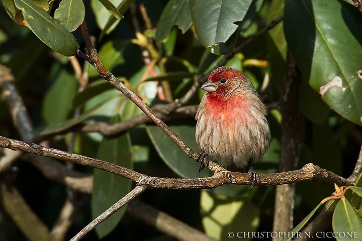 House Finch