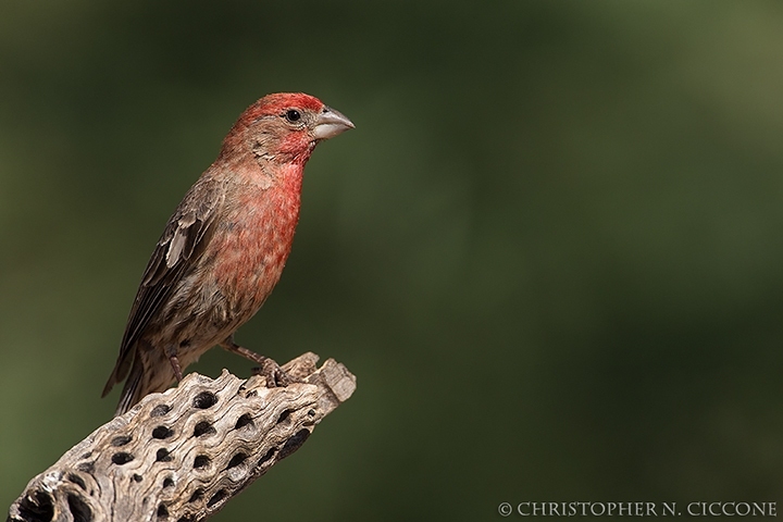 House Finch