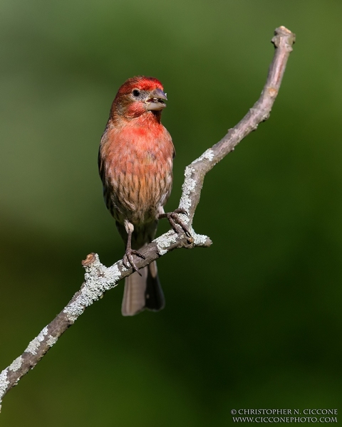 House Finch