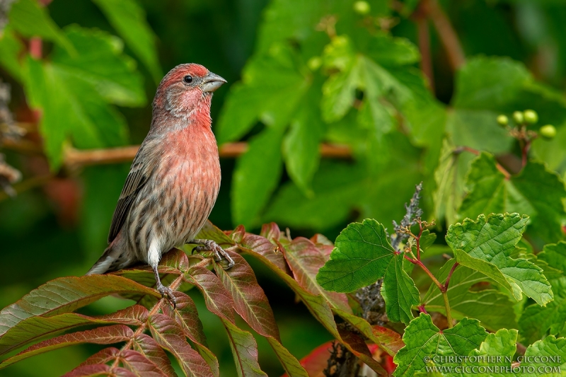 House Finch