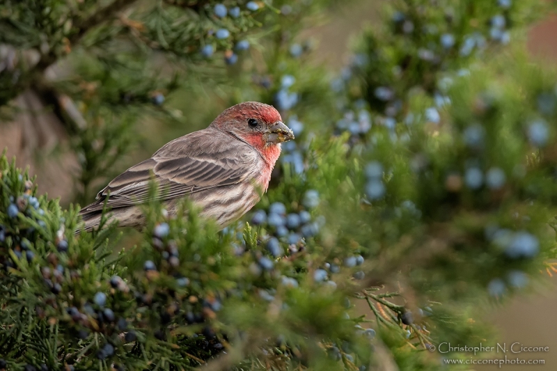 House Finch