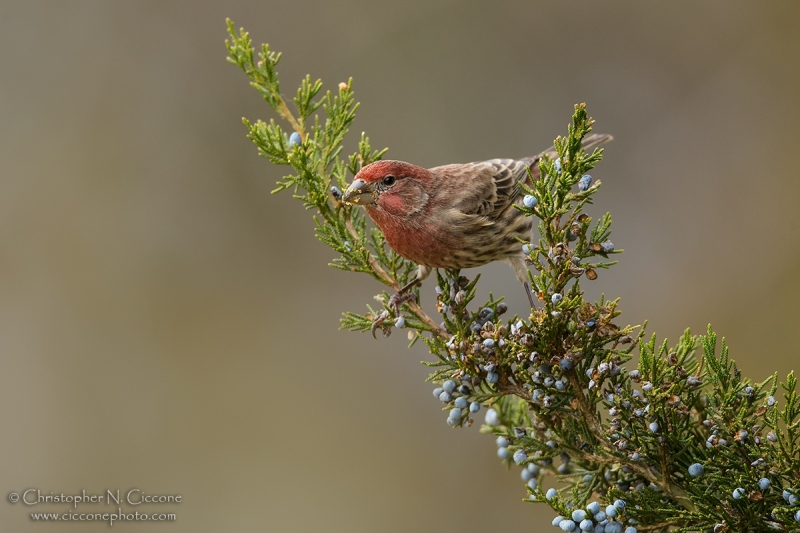 House Finch