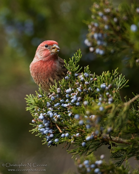 House Finch