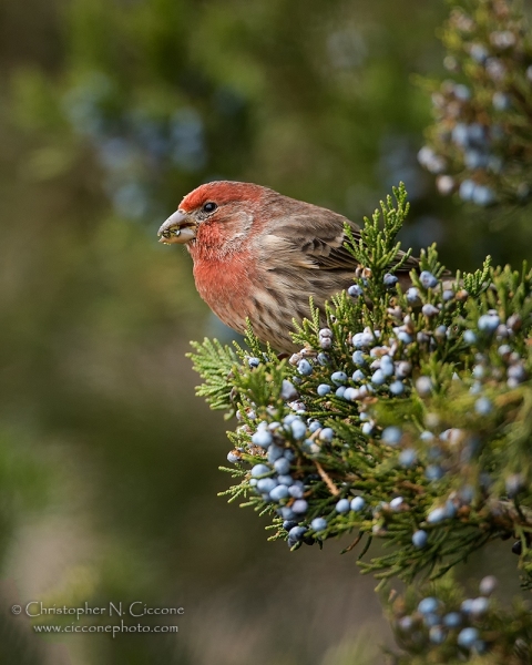 House Finch