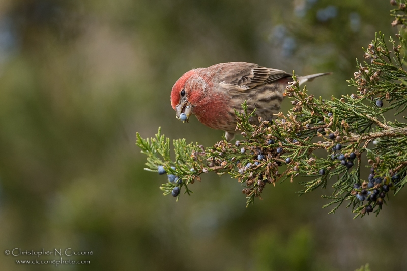 House Finch