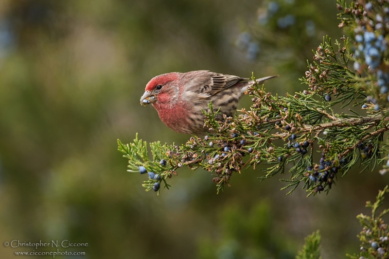 House Finch