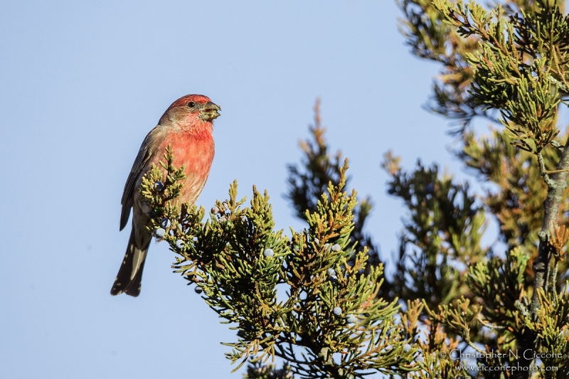 House Finch