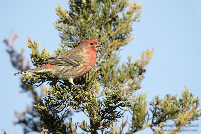 House Finch