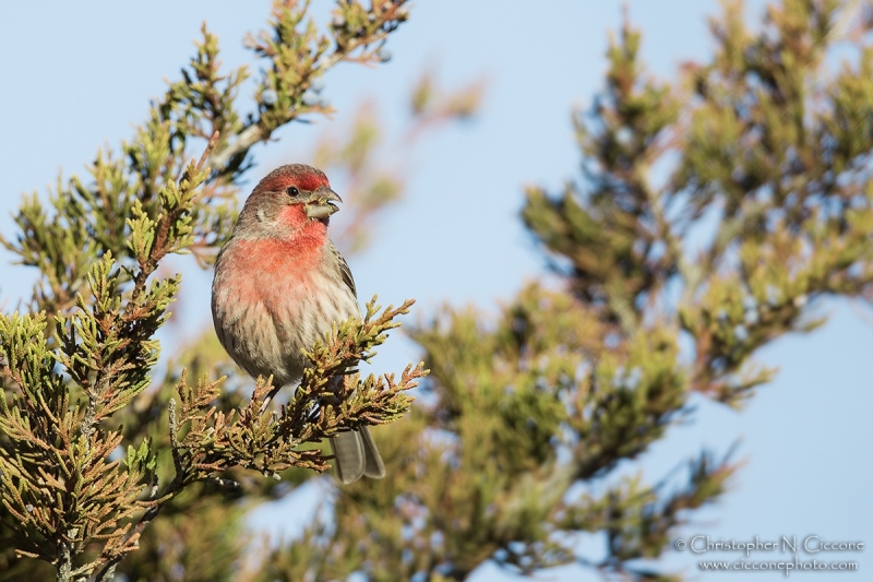 House Finch