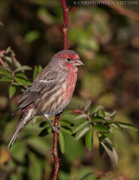 House Finch