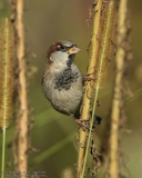 House Sparrow