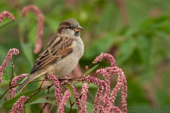 House Sparrow