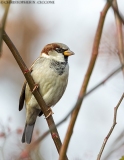 House Sparrow