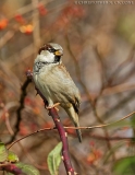 House Sparrow