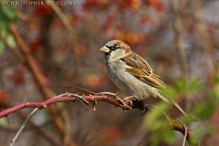 House Sparrow