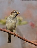 House Sparrow