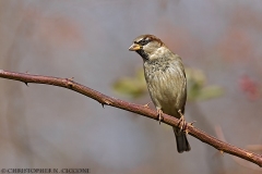 House Sparrow