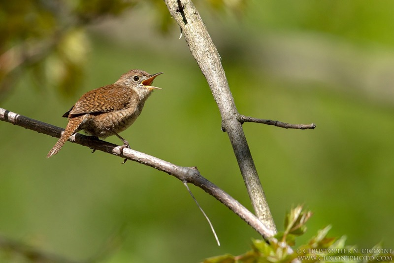 House Wren