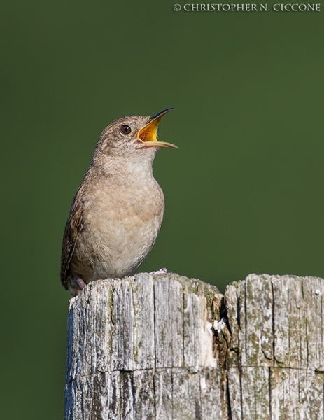 House Wren