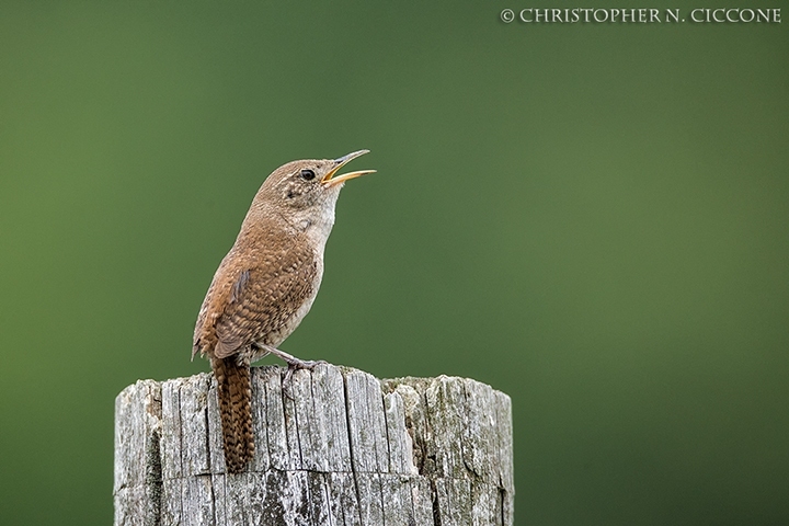 House Wren