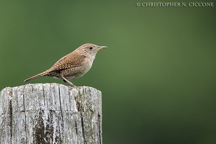 House Wren