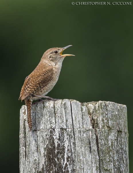 House Wren