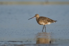 Hudsonian Godwit