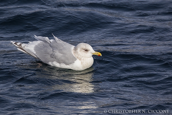 Iceland Gull