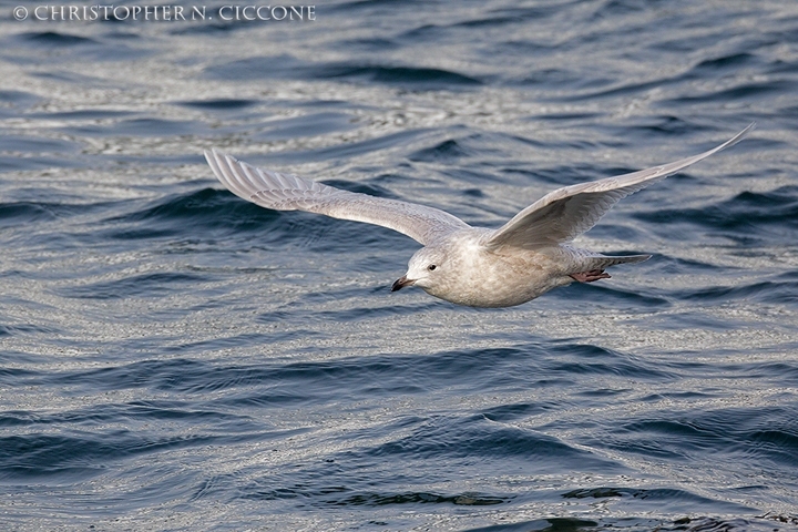 Iceland Gull