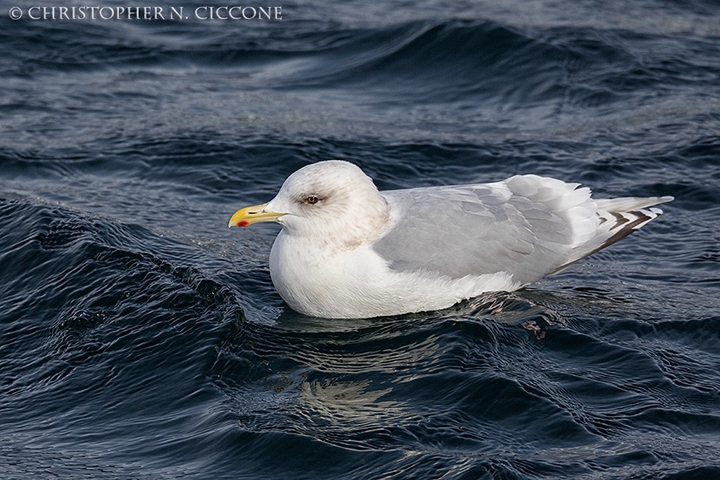 Iceland Gull