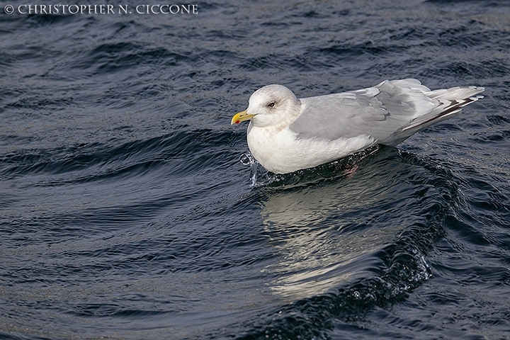 Iceland Gull