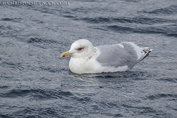 Iceland Gull