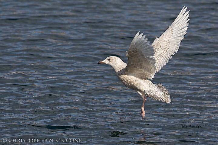 Iceland Gull