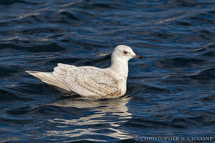 Iceland Gull