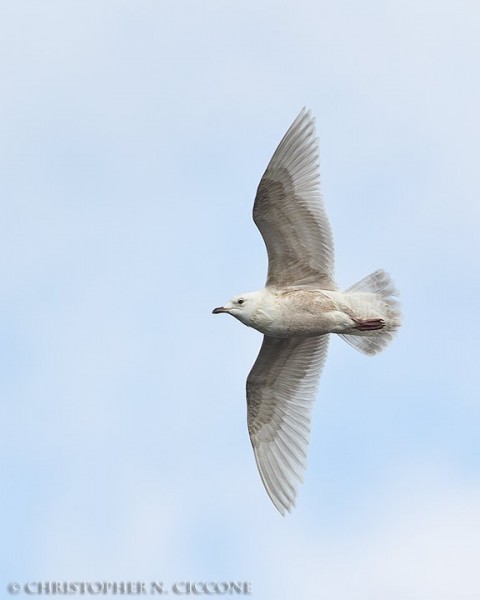 Iceland Gull