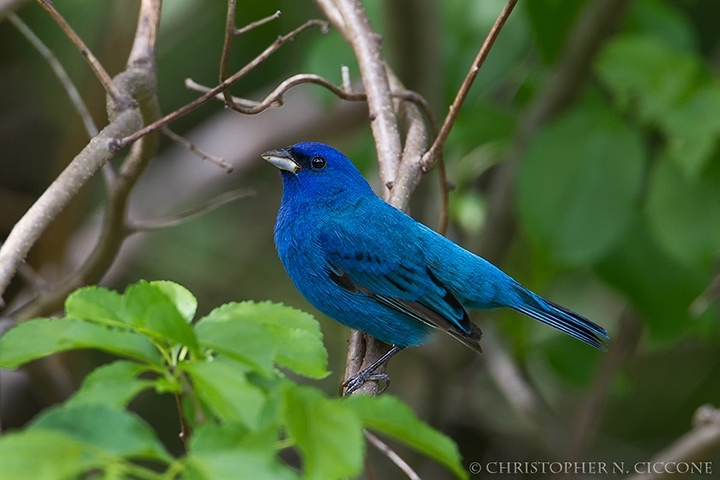 Indigo Bunting