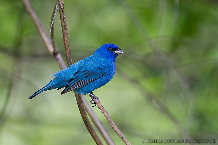 Indigo Bunting