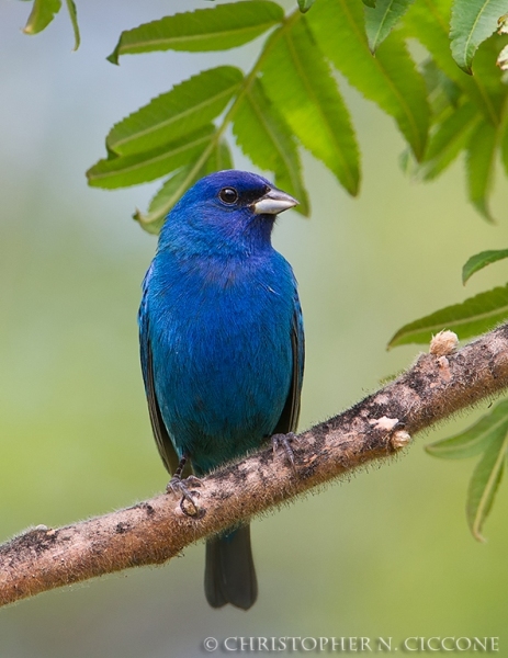 Indigo Bunting