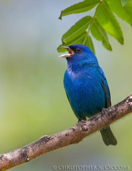 Indigo Bunting