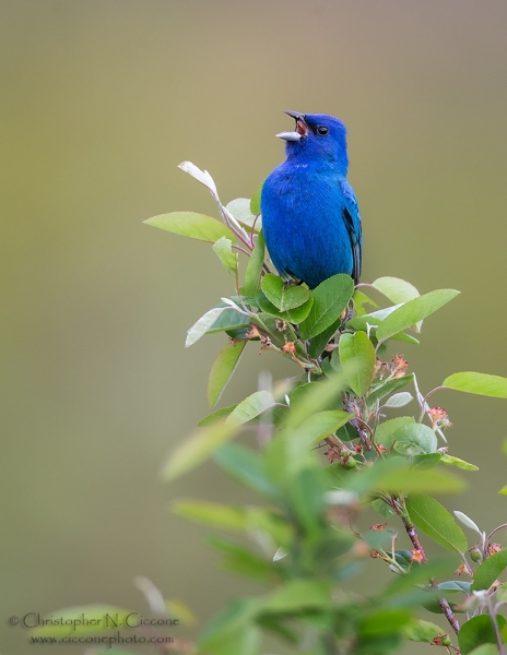 Indigo Bunting