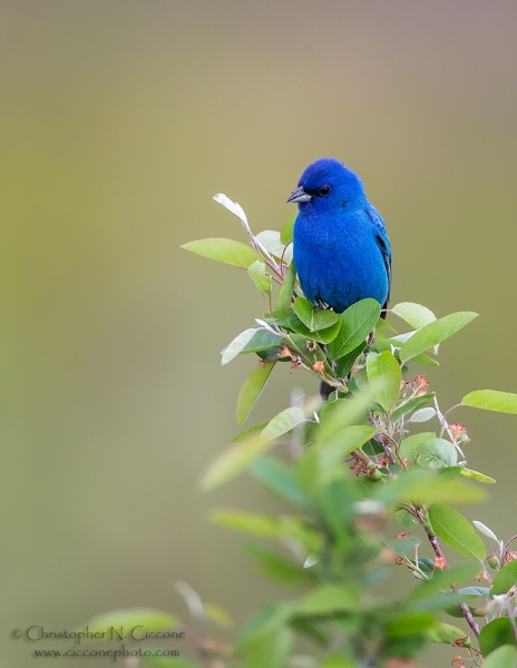 Indigo Bunting