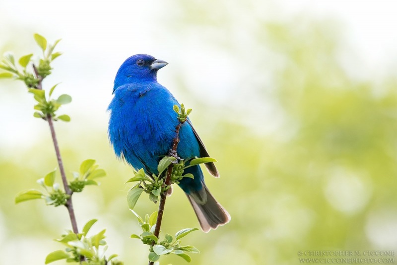 Indigo Bunting