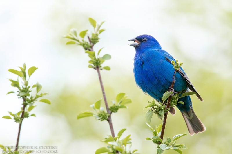 Indigo Bunting