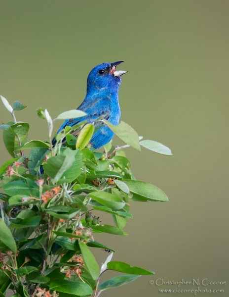 Indigo Bunting