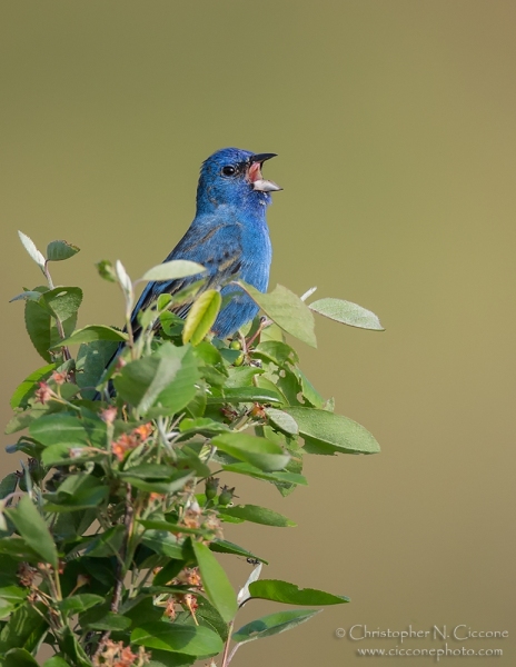 Indigo Bunting