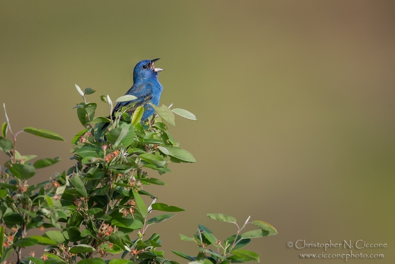 Indigo Bunting