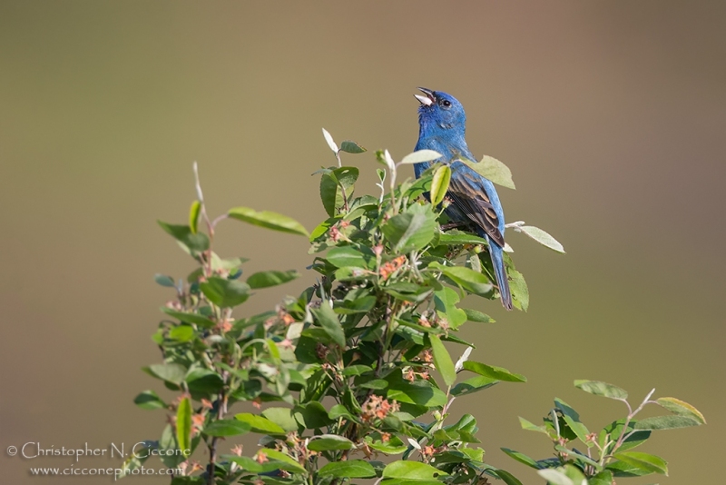 Indigo Bunting